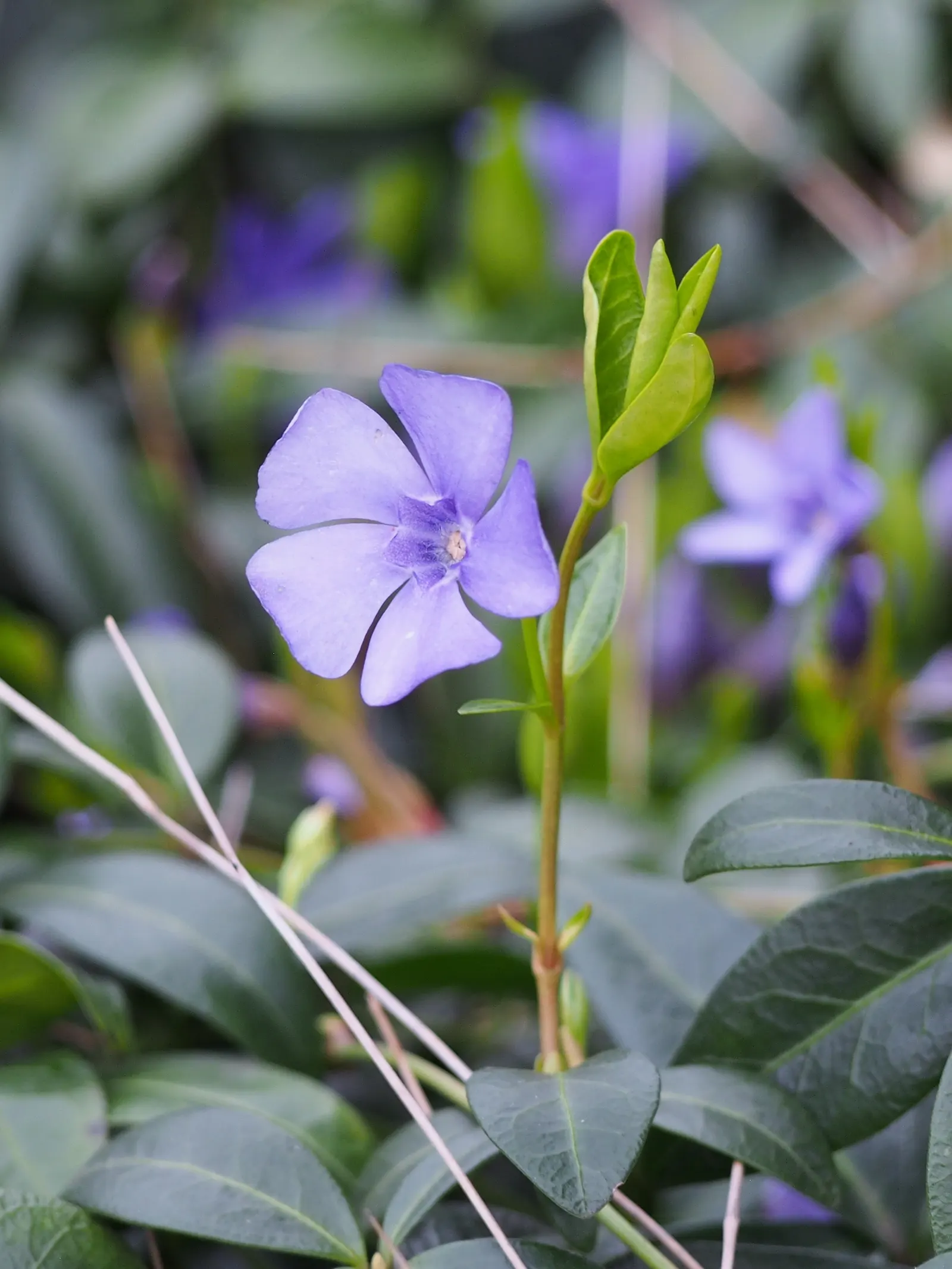 Periwinkle (Vinca Major) — blue flowers in the garden; although it prefers moist, image 82