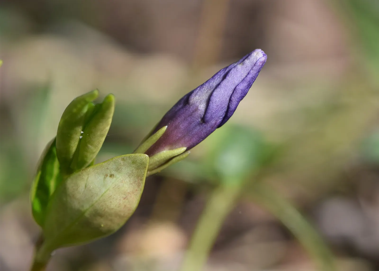 Periwinkle (Vinca Major) — it's important to note that Vinca major spreads quickly and can reach an expansive coverage; where other plants may, image 76