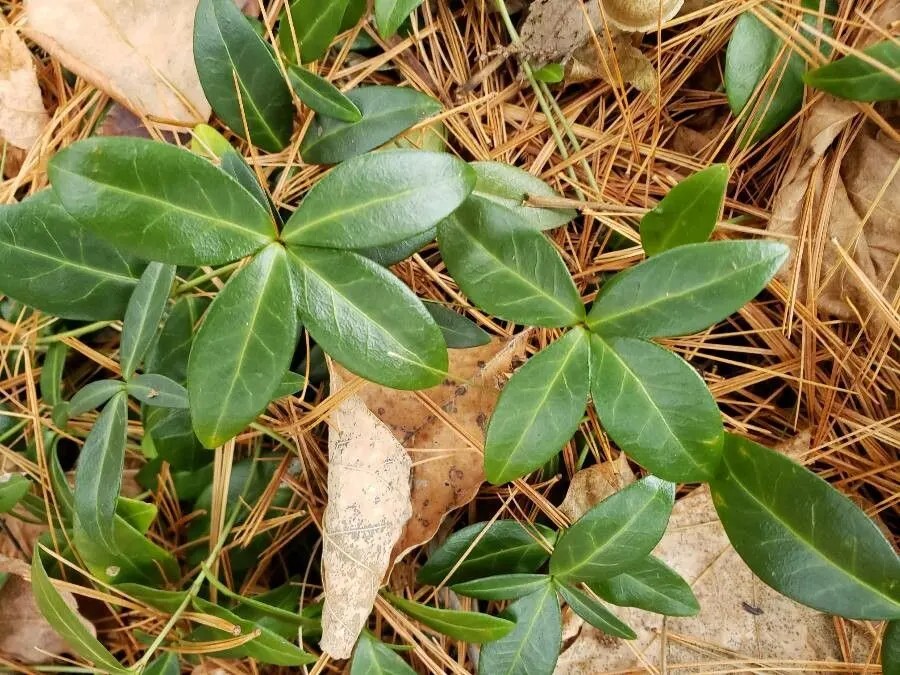 Periwinkle (Vinca Major) — where other plants may struggle; blue-lavender flowers spreading 1-2 inches wide, image 81