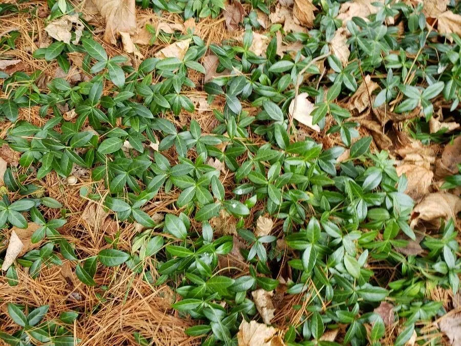 Periwinkle (Vinca Major) — ground cover with blue blooms; infusing the garden with subtle color, image 83
