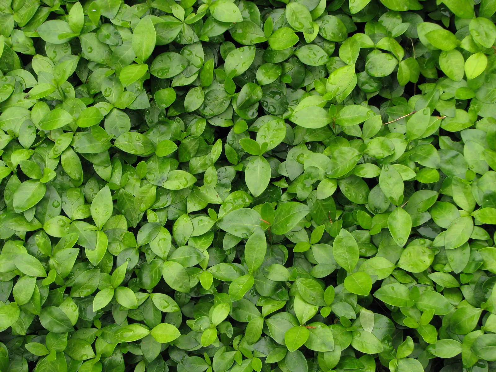 Periwinkle (Vinca Major) — infusing the garden with subtle color; although it prefers moist, image 158