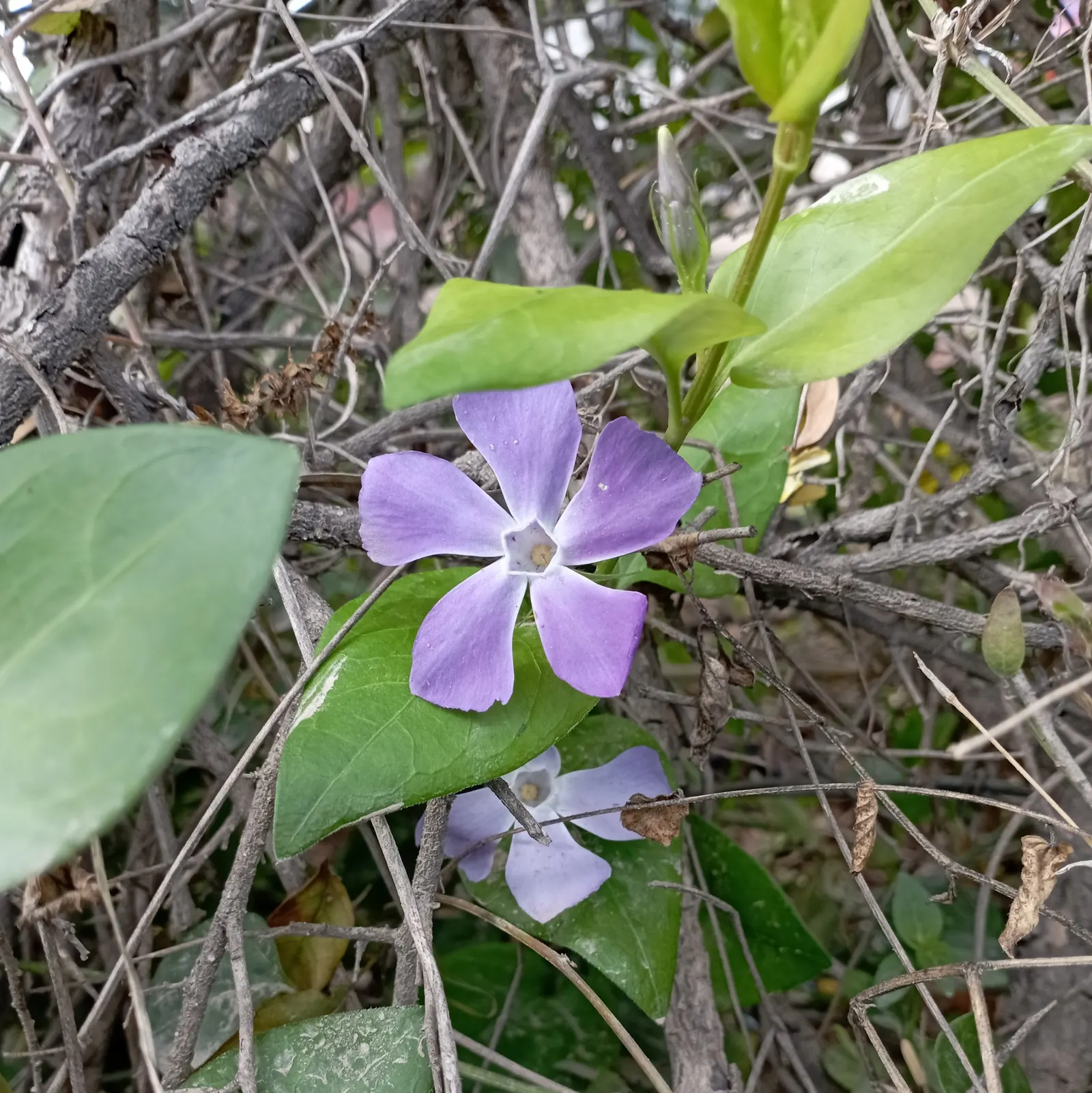 Periwinkle (Vinca Major) — although it prefers moist; infusing the garden with subtle color, image 235