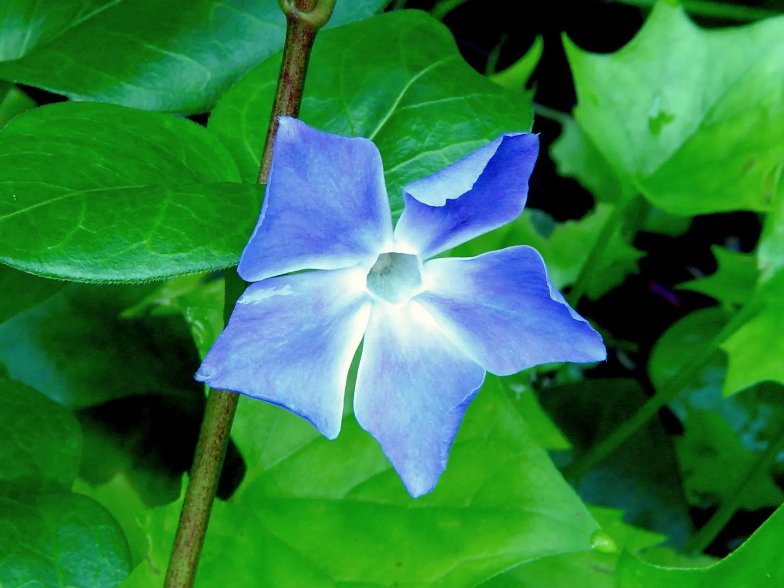 Periwinkle (Vinca Major) — well-drained soils with partial to full shade exposure; where other plants may struggle, image 208