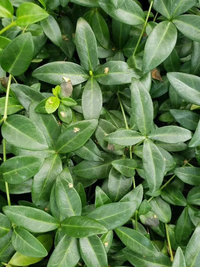 Periwinkle (Vinca Major) — around 1-2 inches in diameter; where other plants may struggle, image 156