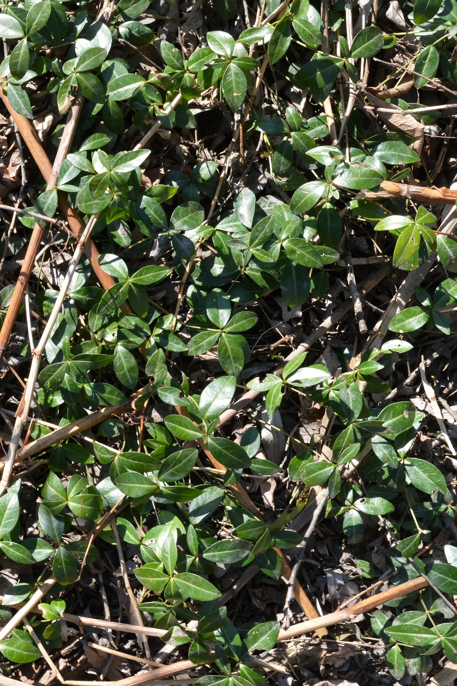 Periwinkle (Vinca Major) — oval leaves reaching up to 3 inches long; infusing the garden with subtle color, image 171