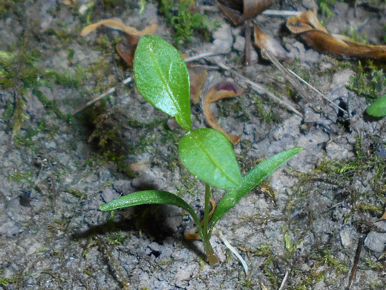 Periwinkle (Vinca Major) — with stems stretching up to 18 inches long; blue-lavender flowers spreading 1-2 inches wide, image 161