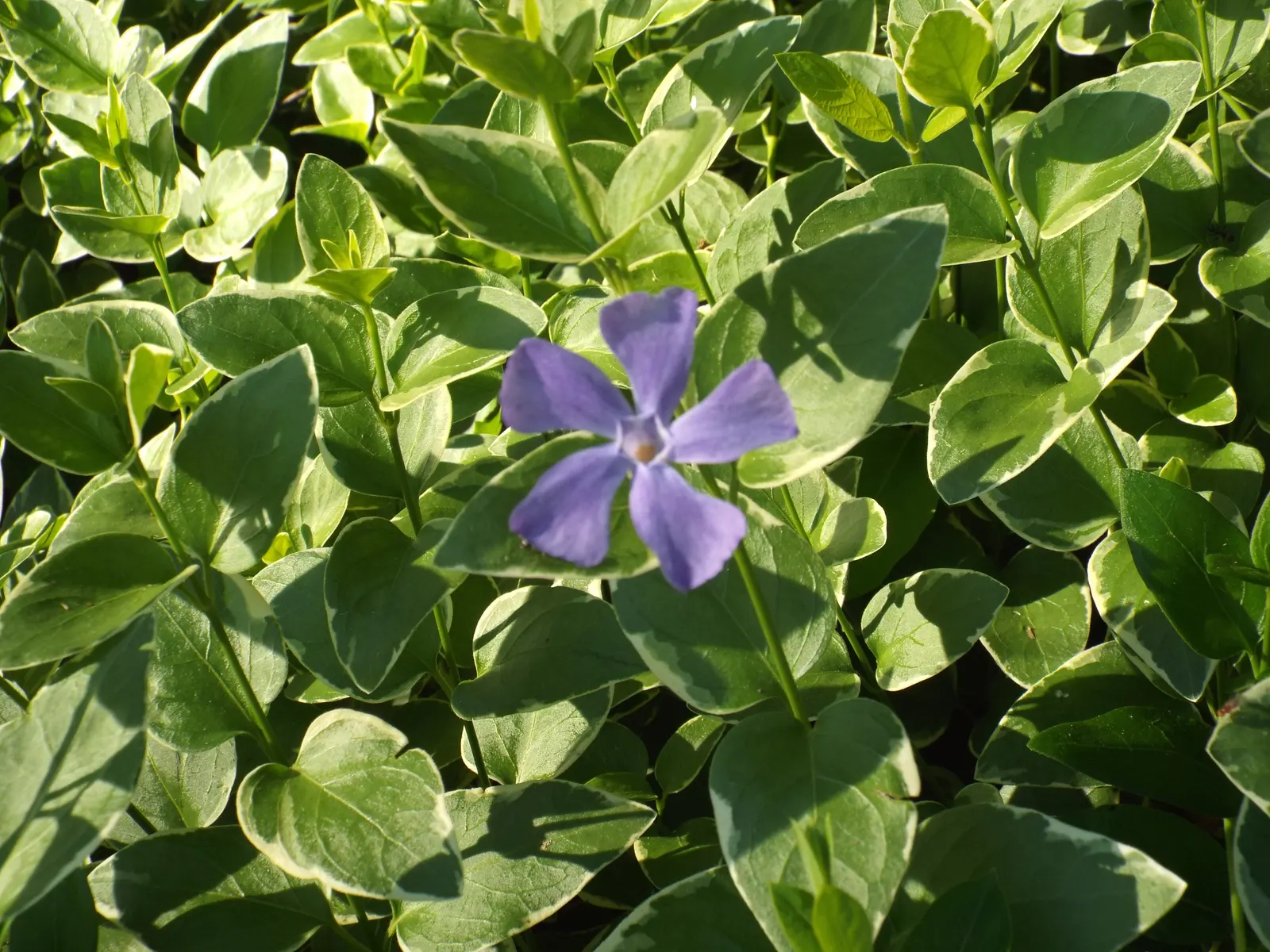 Periwinkle (Vinca Major) — it's important to note that Vinca major spreads quickly and can reach an expansive coverage; where other plants may, image 216