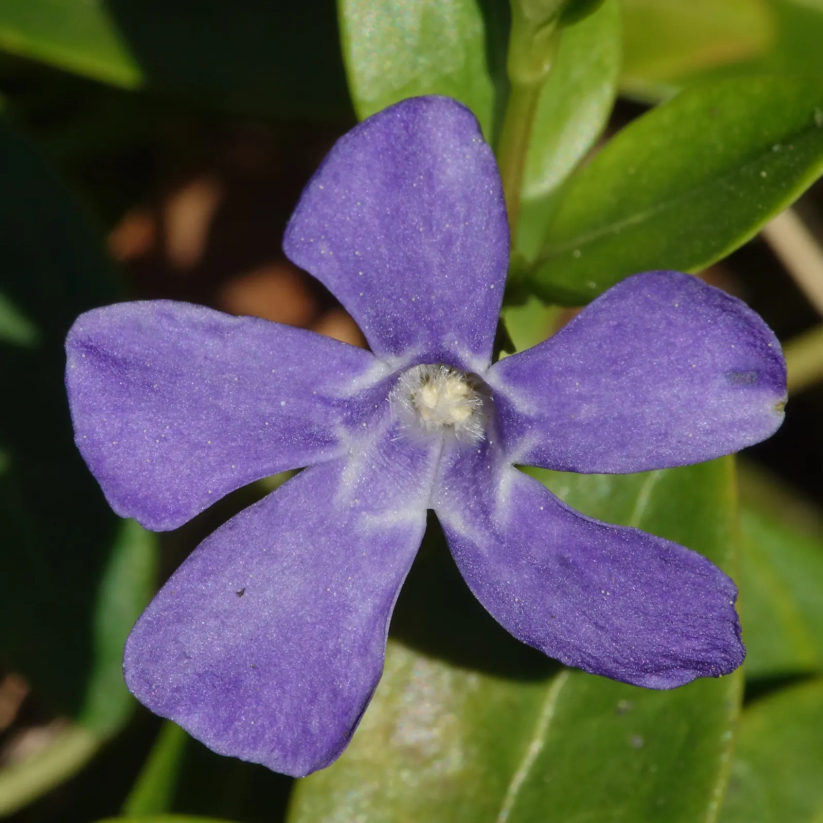 Periwinkle (Vinca Major) — Strategic planting is suggested to avoid unwanted overtaking of nearby plants; although it prefers moist, image 162