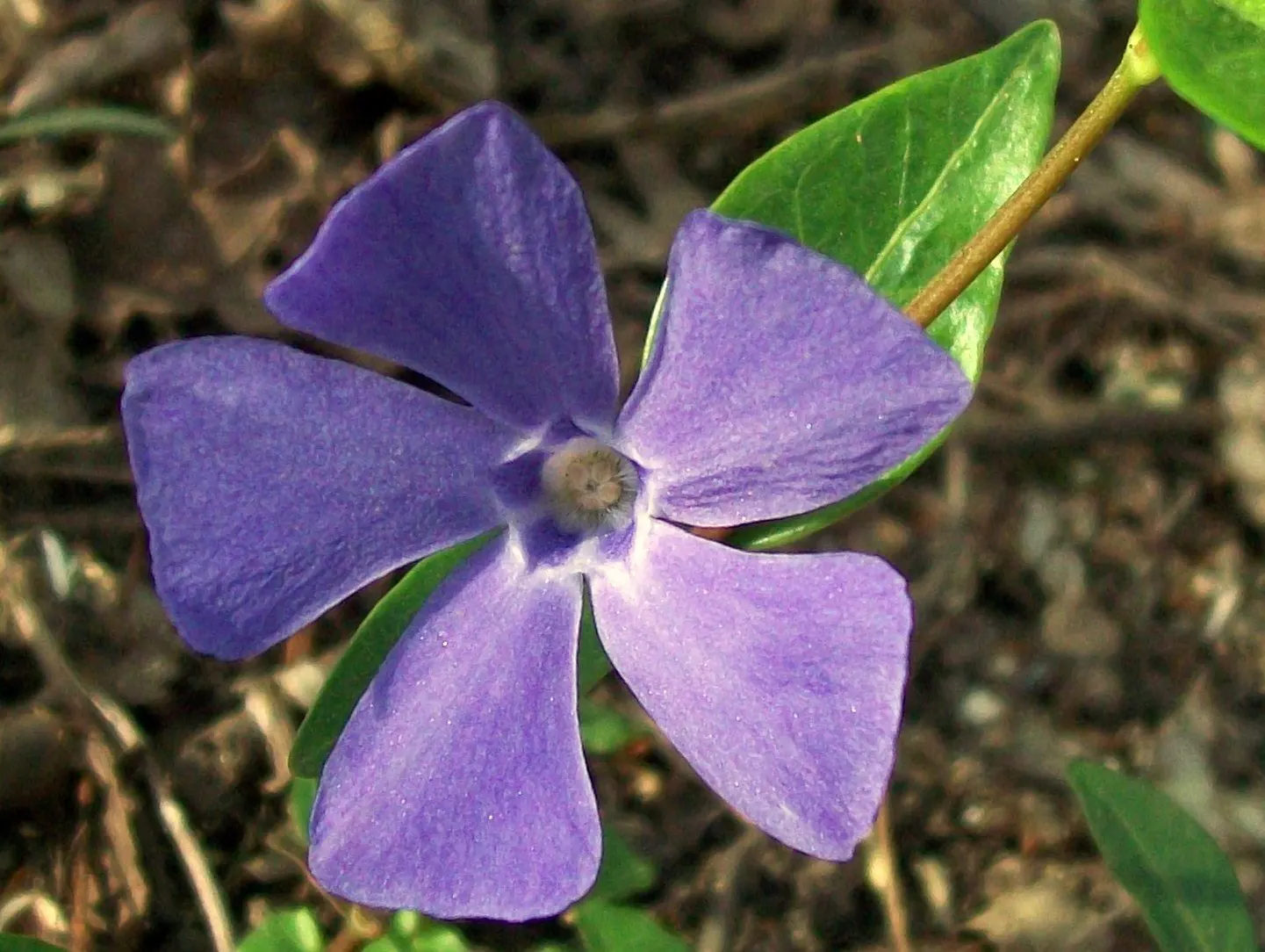 Periwinkle (Vinca Major) — emphasize its low-maintenance nature; infusing the garden with subtle color, image 163