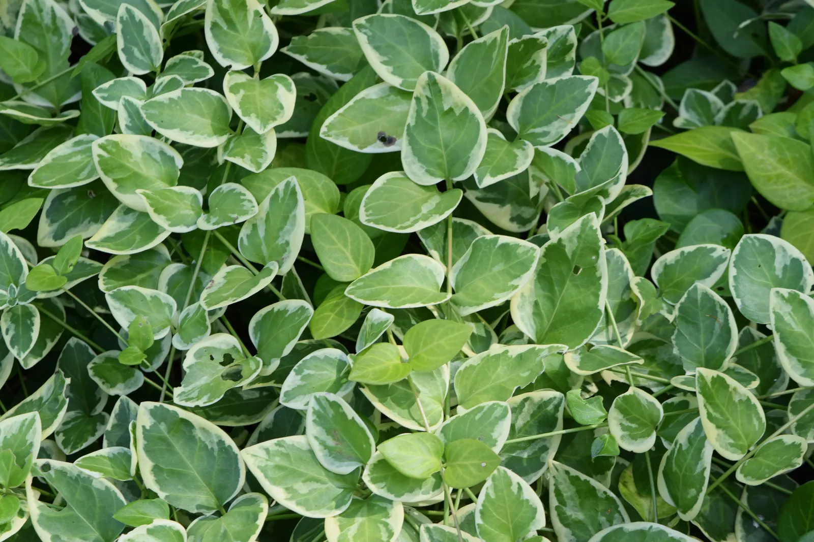 Periwinkle (Vinca Major) — with stems stretching up to 18 inches long; blue-lavender flowers spreading 1-2 inches wide, image 217