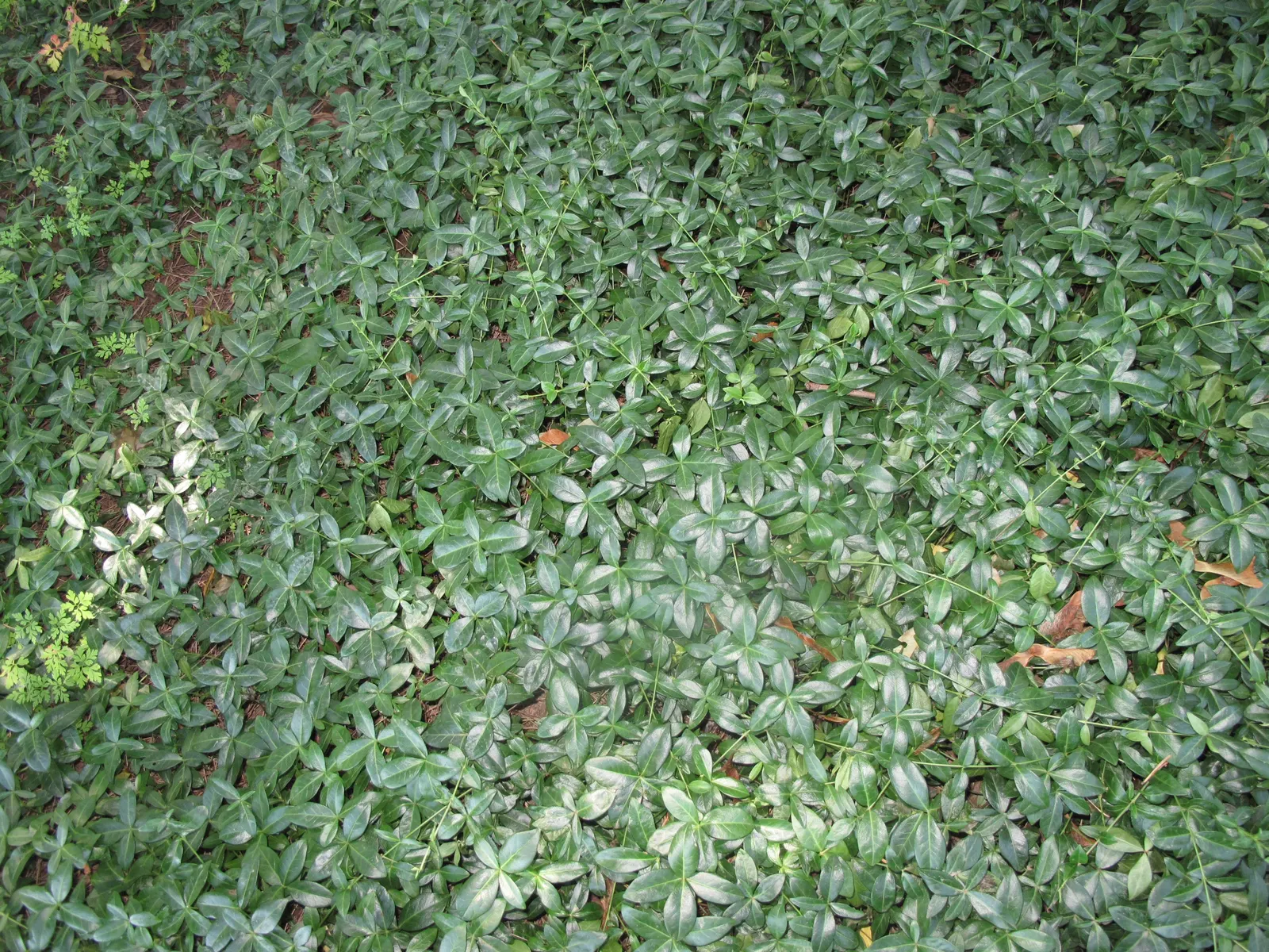 Periwinkle (Vinca Major) — <br><br>Vinca major's glossy; blue-lavender flowers spreading 1-2 inches wide, image 181