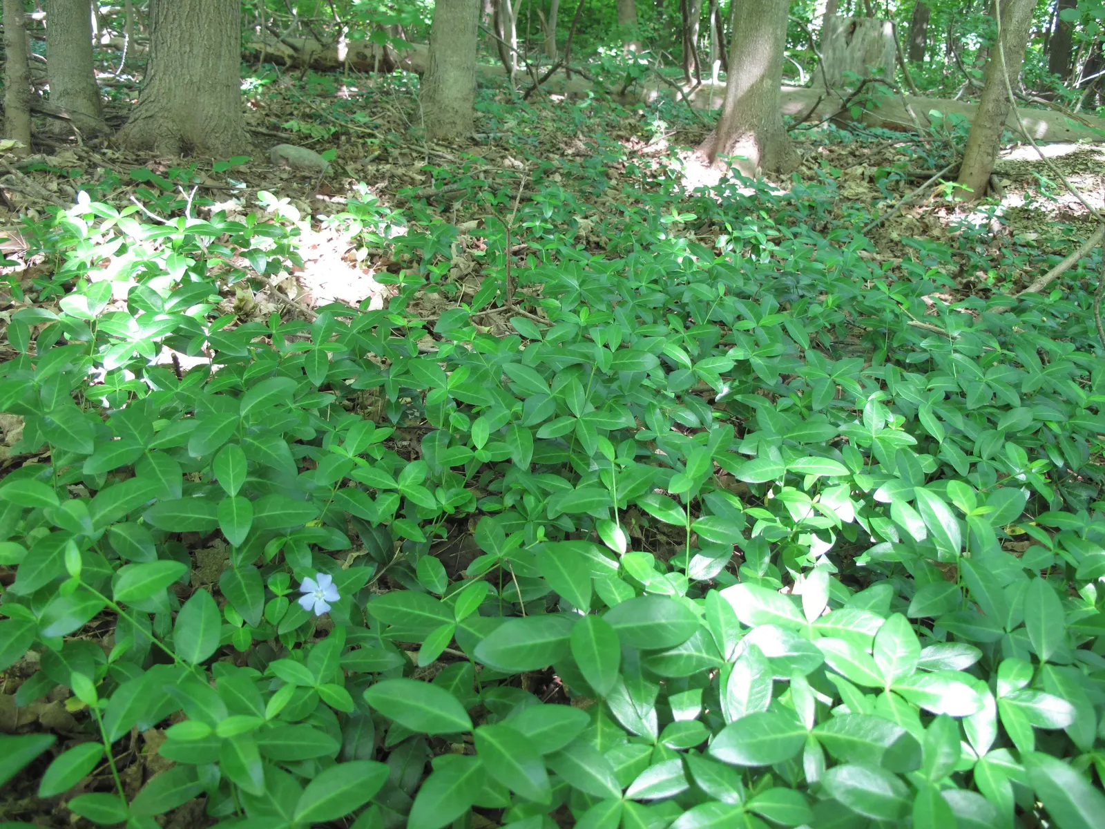 Periwinkle (Vinca Major) — although it prefers moist; infusing the garden with subtle color, image 179