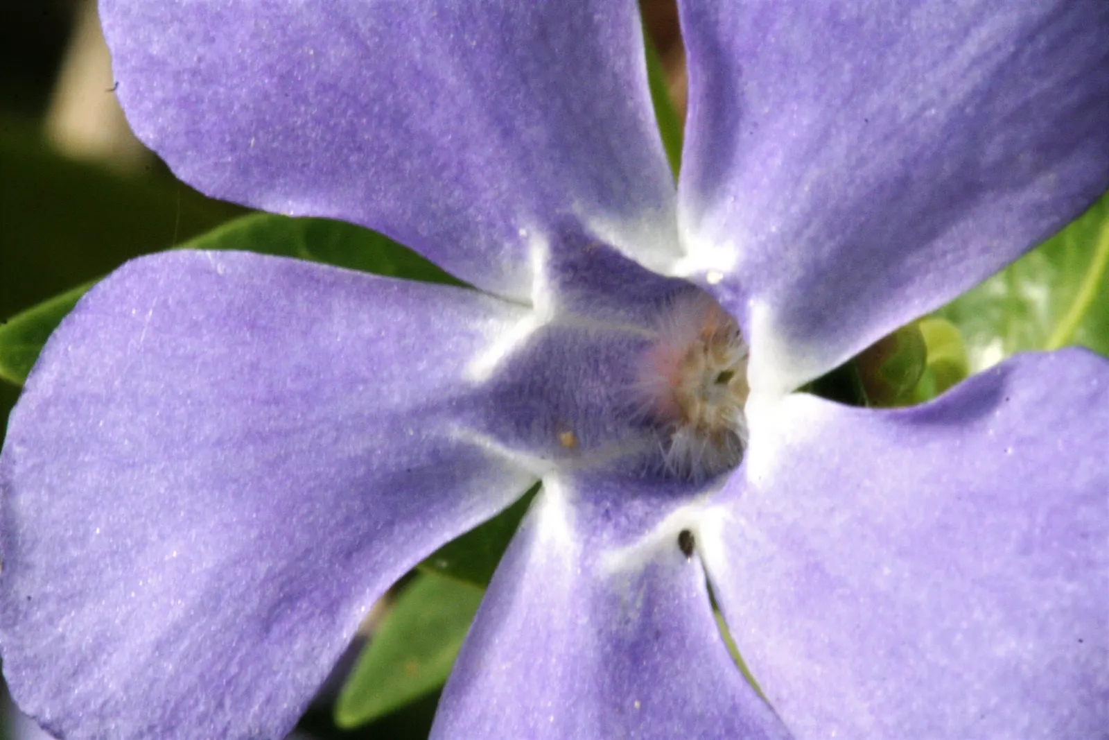 Periwinkle (Vinca Major) — where other plants may struggle; blue-lavender flowers spreading 1-2 inches wide, image 221