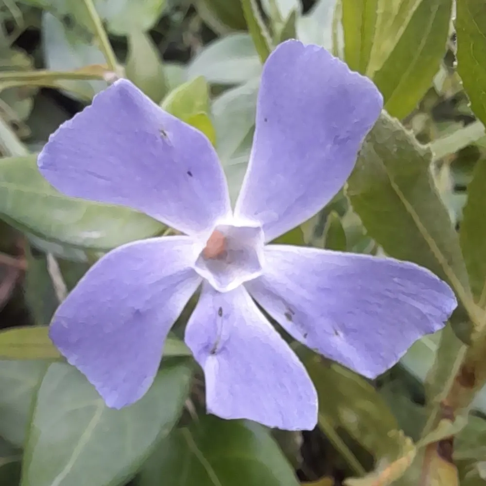 Periwinkle (Vinca Major) — typically grace the plant in mid-spring and intermittently throughout the summer months; blue-lavender flowers spreading, image 213