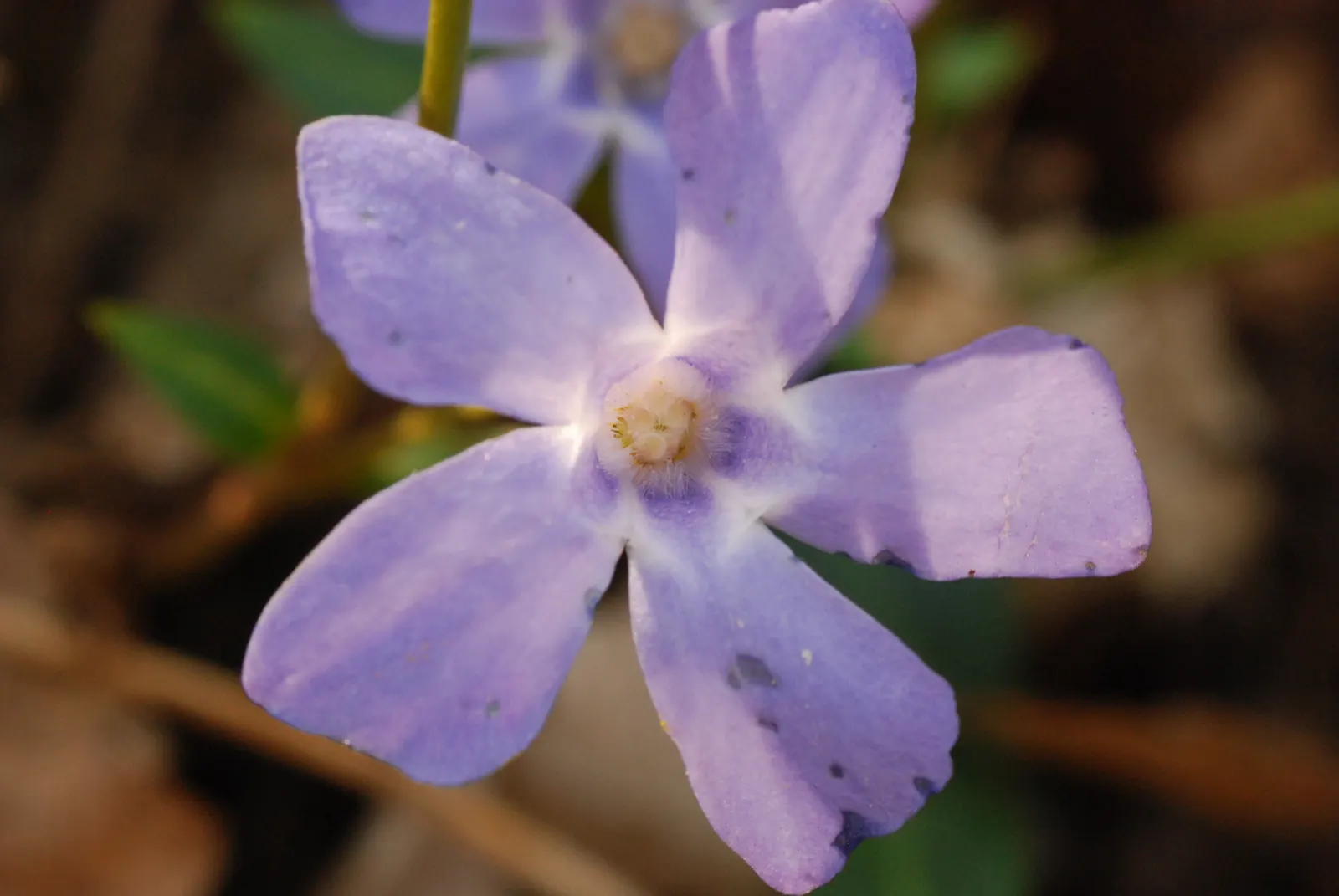 Periwinkle (Vinca Major) — blue flowers in the garden; although it prefers moist, image 166