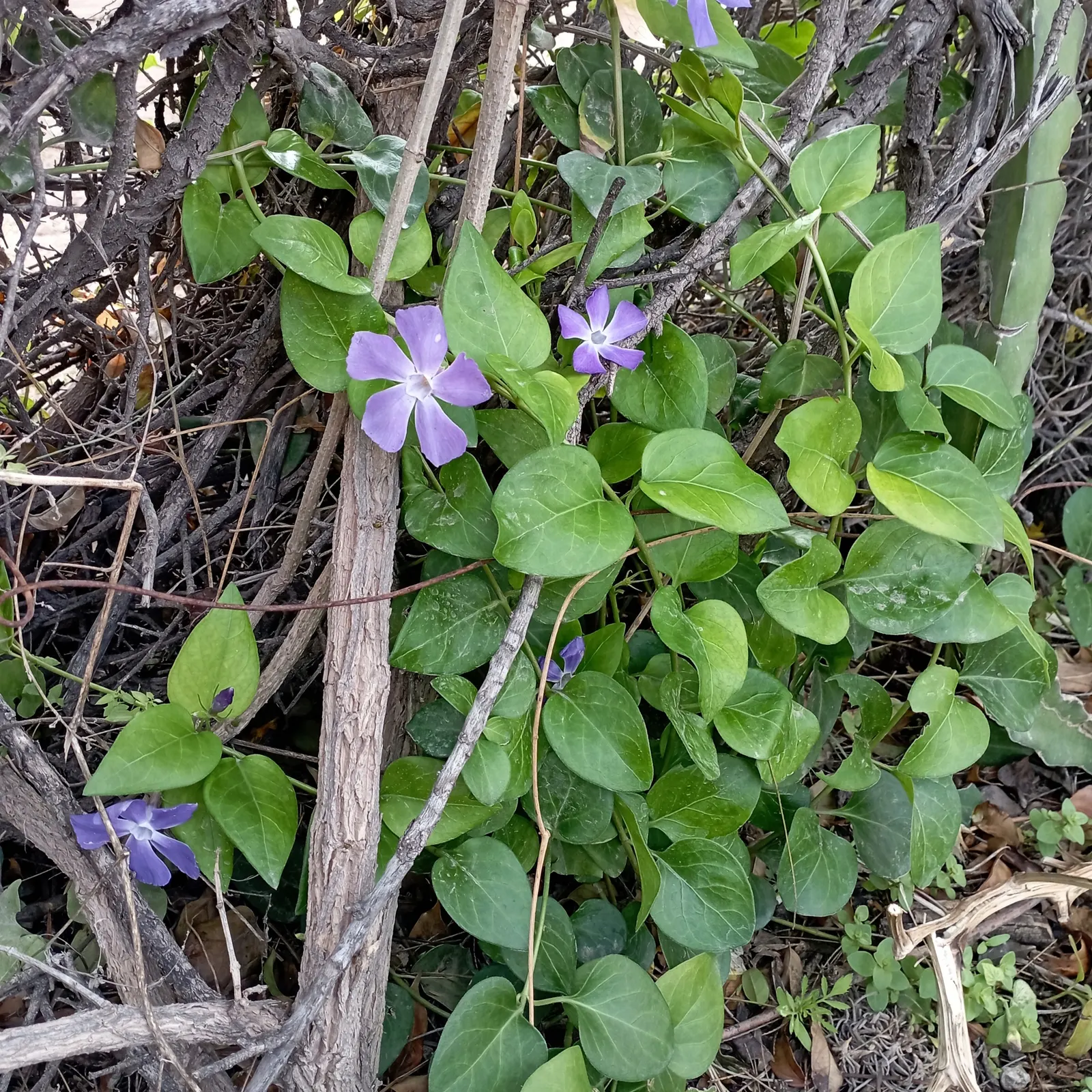 Periwinkle (Vinca Major) — It thrives in Zones 7-9, preferring partial to full shade; although it prefers moist, image 198
