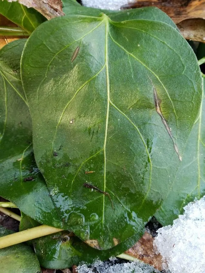 Periwinkle (Vinca Major) — Keep invasive tendencies in check; where other plants may struggle, image 204