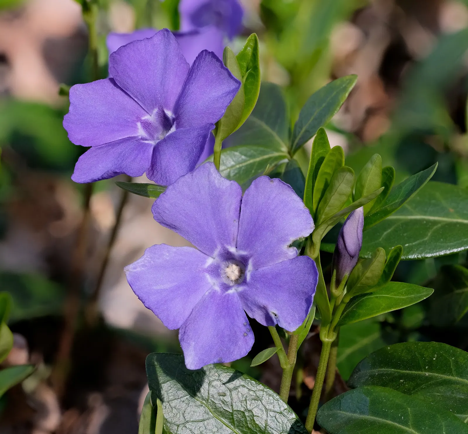 Periwinkle (Vinca Major) — where other plants may struggle; blue-lavender flowers spreading 1-2 inches wide, image 165
