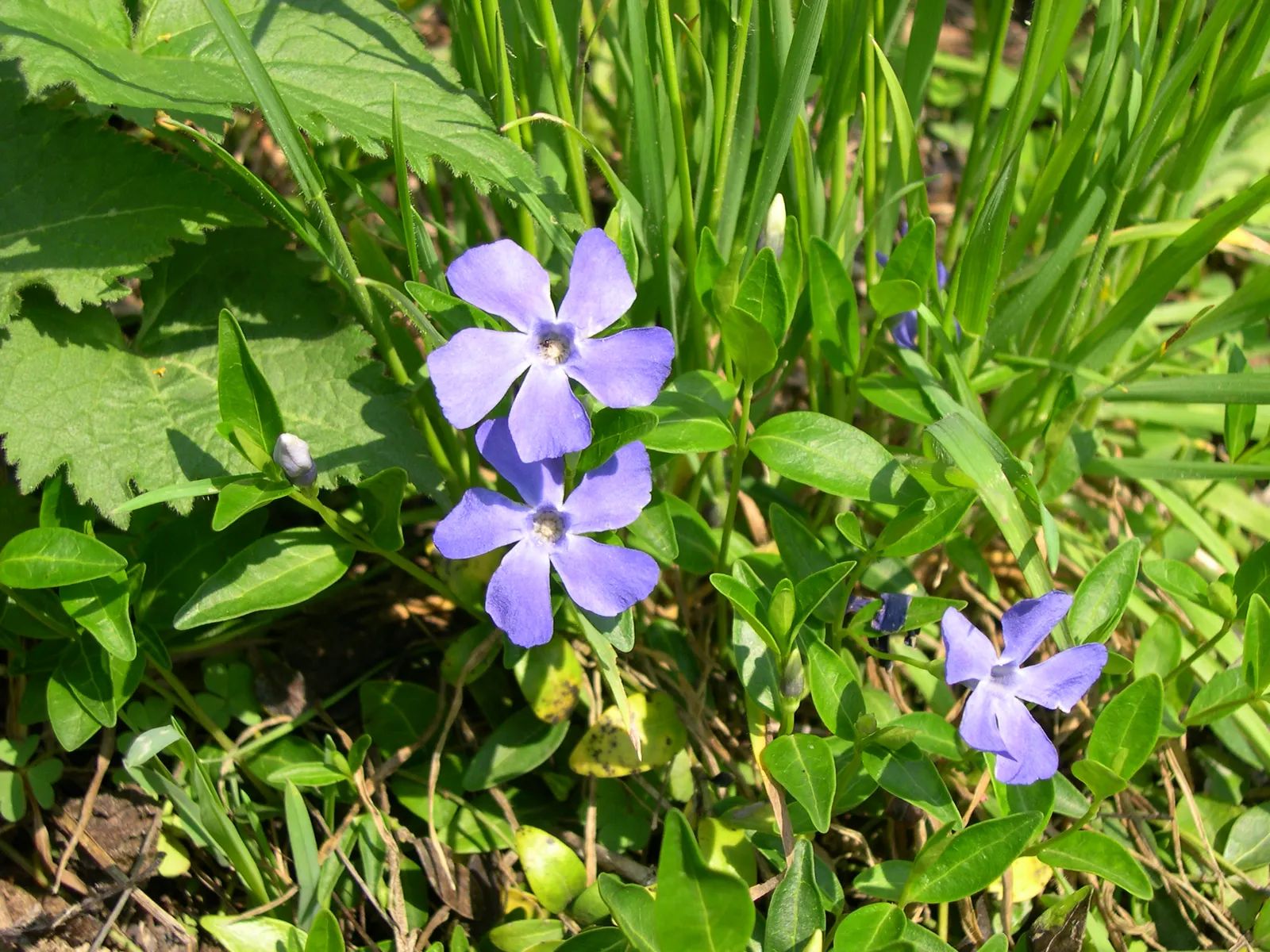 Periwinkle (Vinca Major) — Keep invasive tendencies in check; where other plants may struggle, image 92
