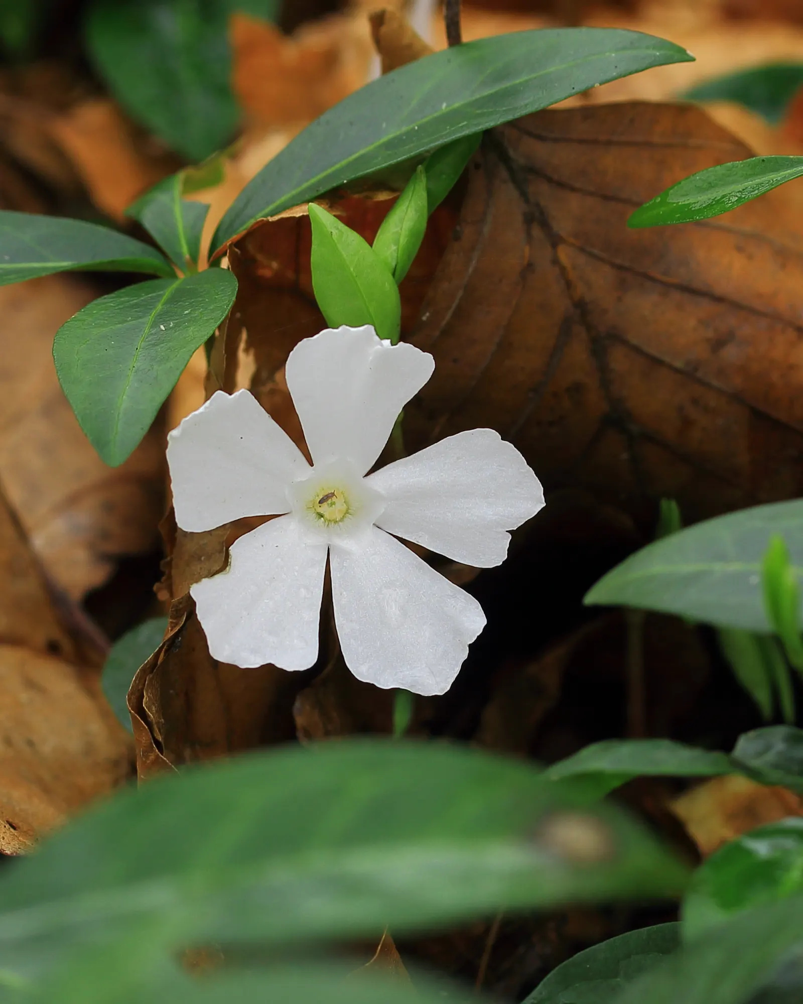 Periwinkle (Vinca Major) — infusing the garden with subtle color; although it prefers moist, image 74