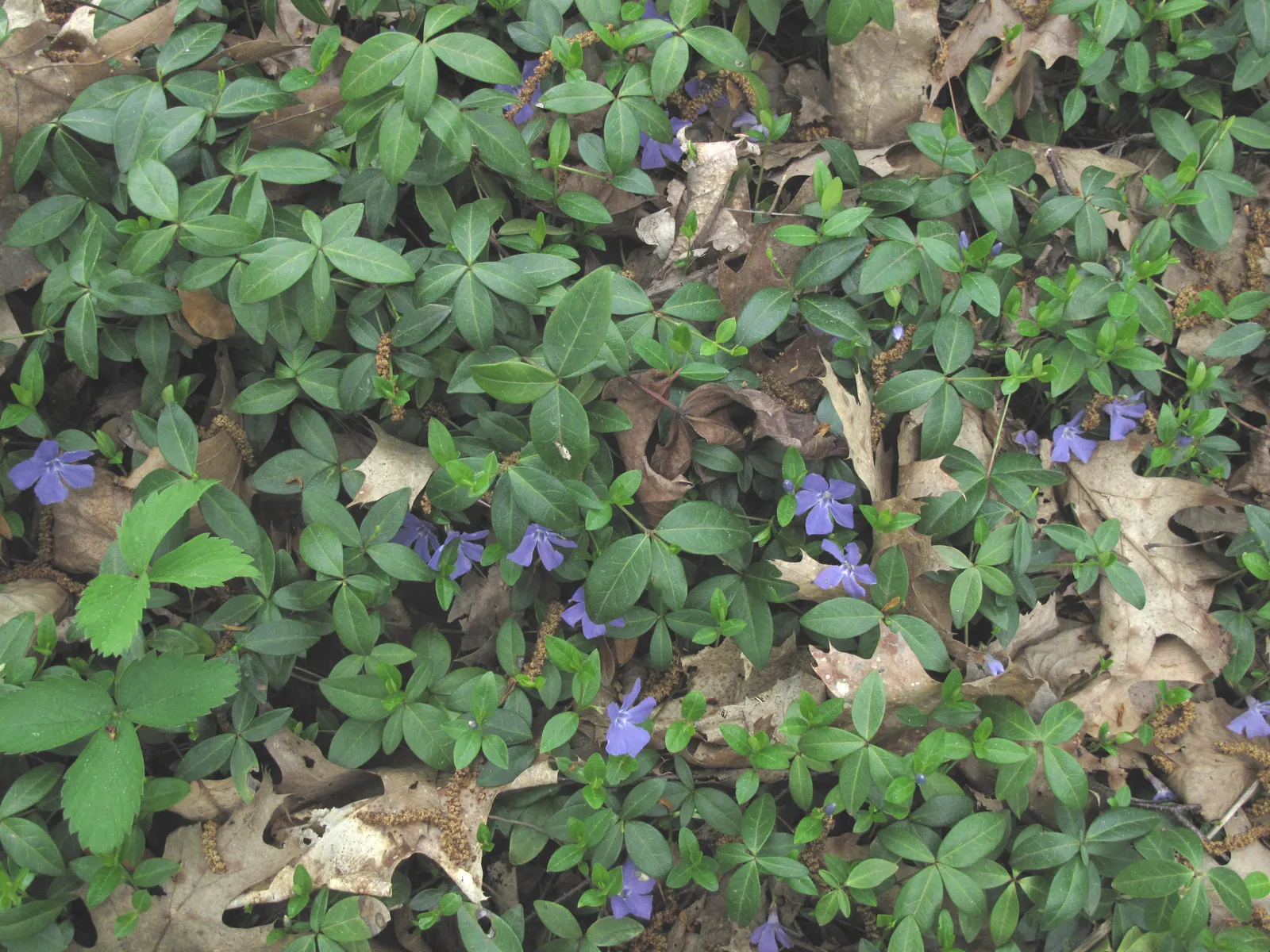 Periwinkle (Vinca Major) — commonly referred to as Vinca major; blue-lavender flowers spreading 1-2 inches wide, image 177