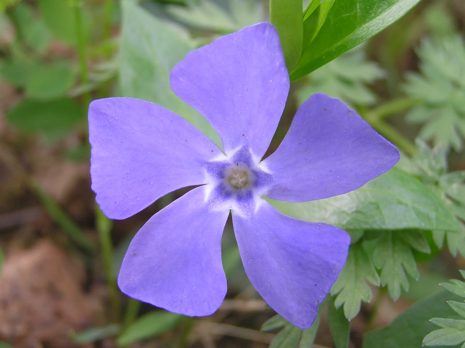 Periwinkle (Vinca Major) — blue-lavender flowers spreading 1-2 inches wide; where other plants may struggle, image 88