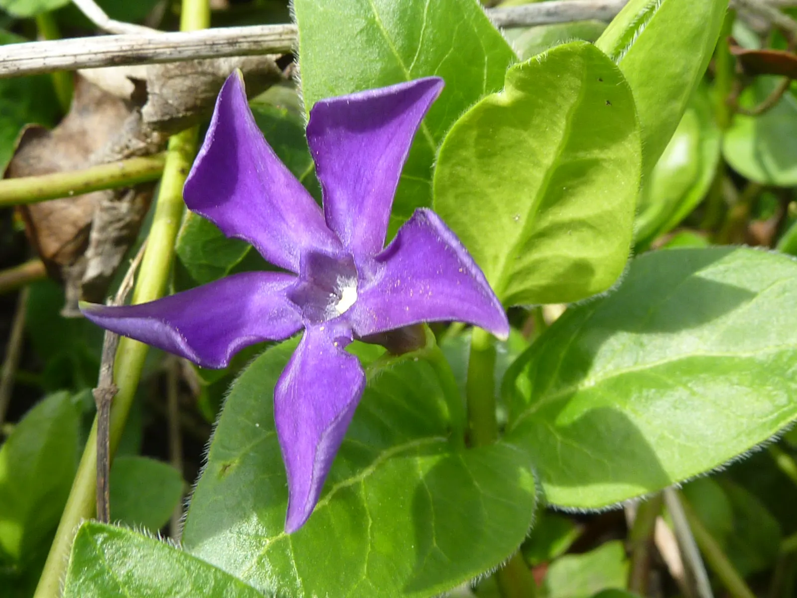 Periwinkle (Vinca Major) — five-petaled lavender-blue flowers; infusing the garden with subtle color, image 211