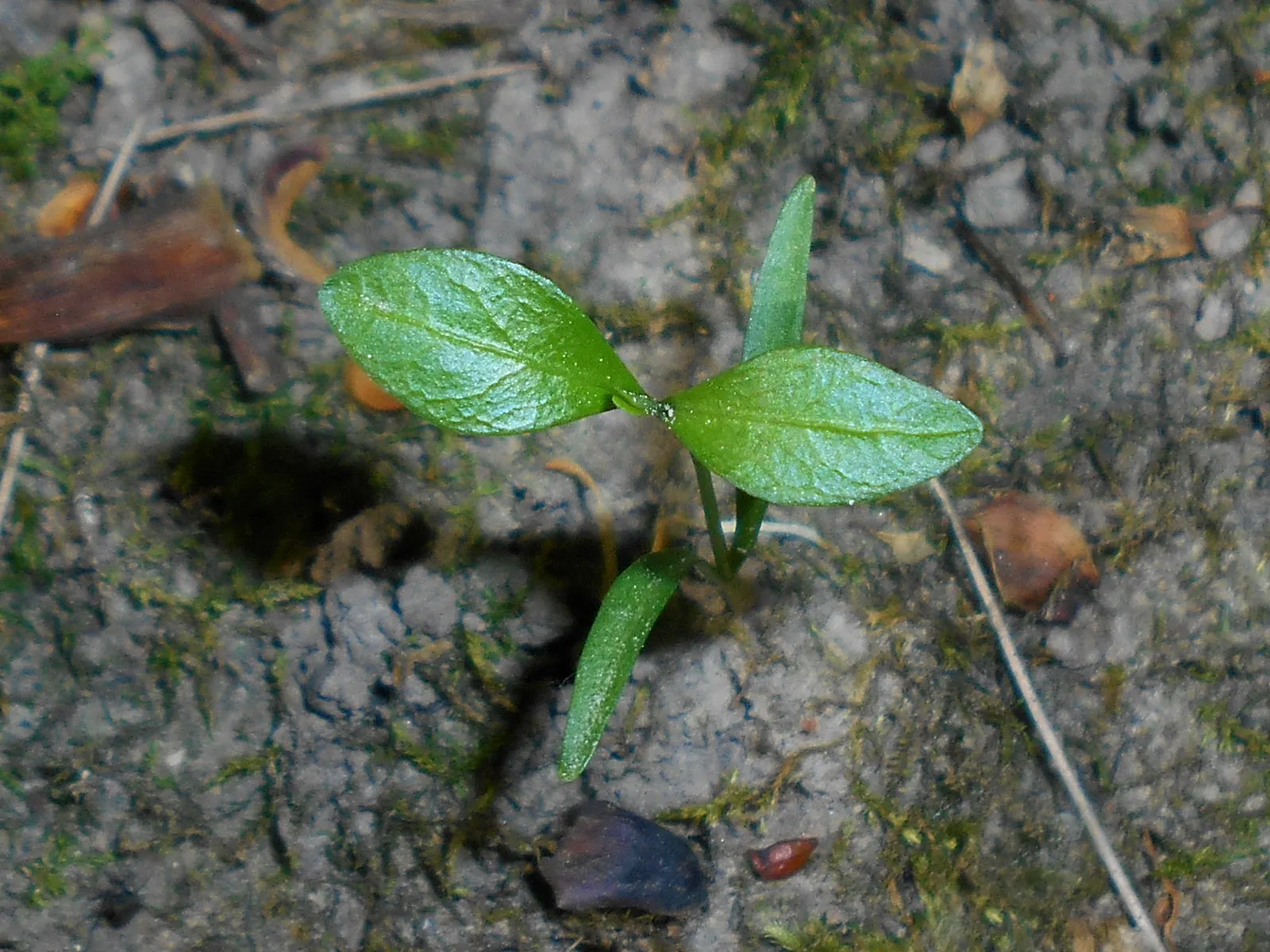 Periwinkle (Vinca Major) — <br><br>For the landscape designer; infusing the garden with subtle color, image 159