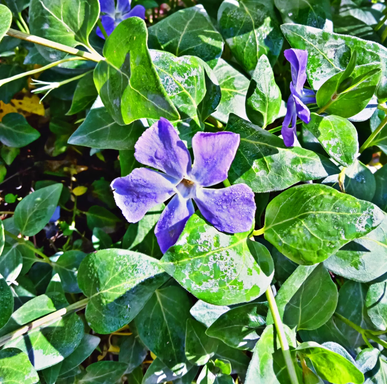 Periwinkle (Vinca Major) — Periwinkle, or Vinca major, is a fast-spreading evergreen ground cover; blue-lavender flowers spreading 1-2 inches wide, image 85