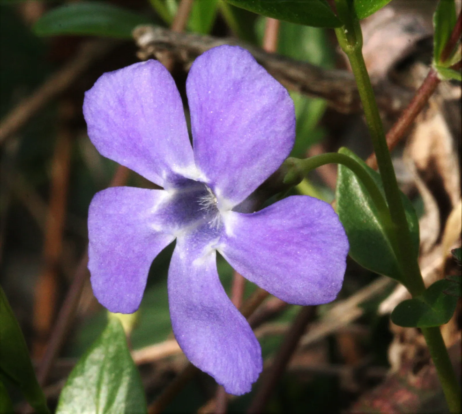 Periwinkle (Vinca Major) — emphasize its low-maintenance nature; infusing the garden with subtle color, image 219