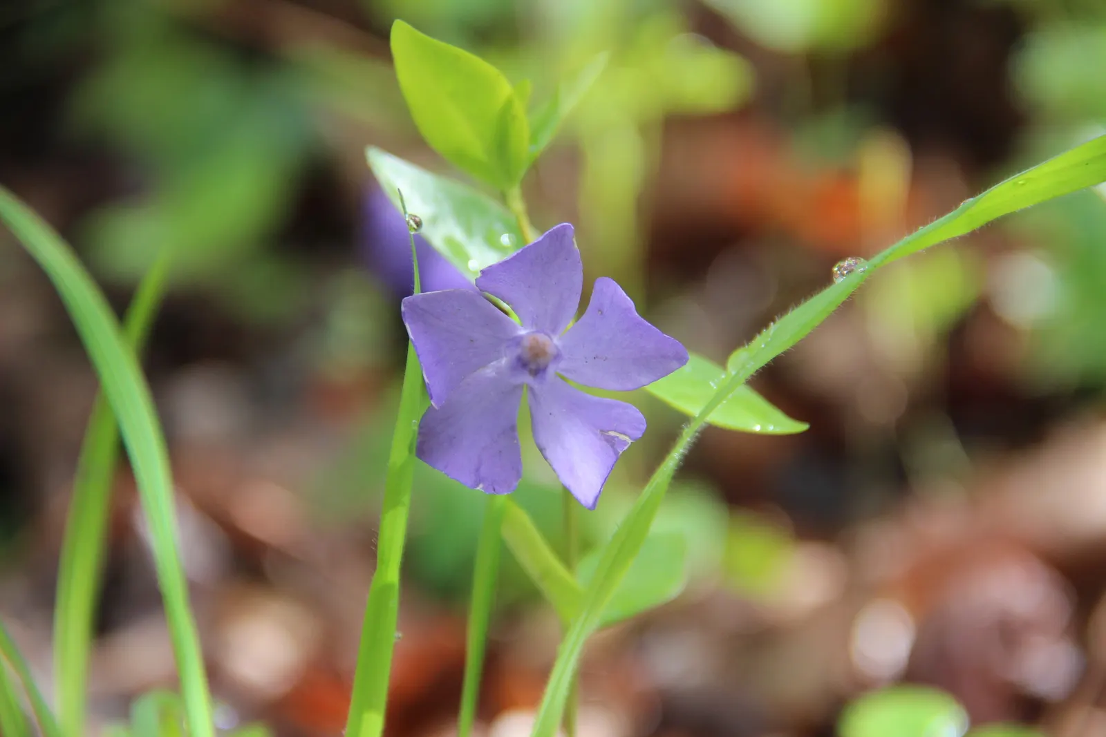 Periwinkle (Vinca Major) — it adds vibrant color from spring to autumn; blue-lavender flowers spreading 1-2 inches wide, image 173
