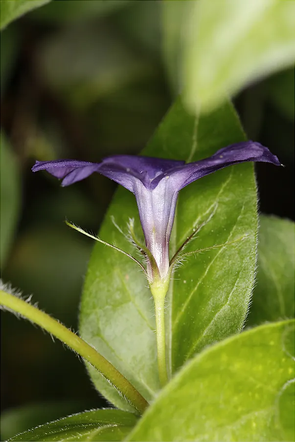 Periwinkle (Vinca Major) — blue flowers in the garden; although it prefers moist, image 194