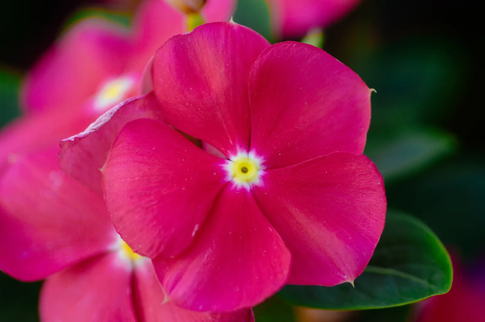 Periwinkle (Vinca Major) — ground cover with blue blooms; infusing the garden with subtle color, image 167