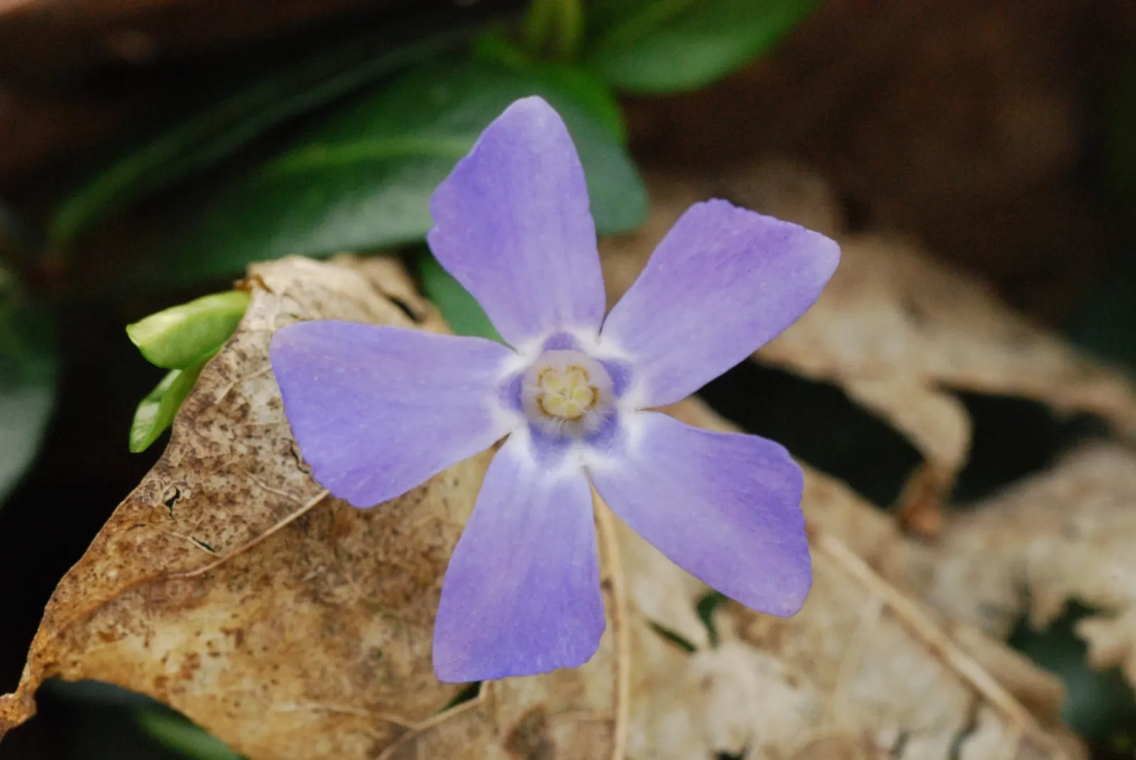 Periwinkle (Vinca Major) — with stems stretching up to 18 inches long; blue-lavender flowers spreading 1-2 inches wide, image 77