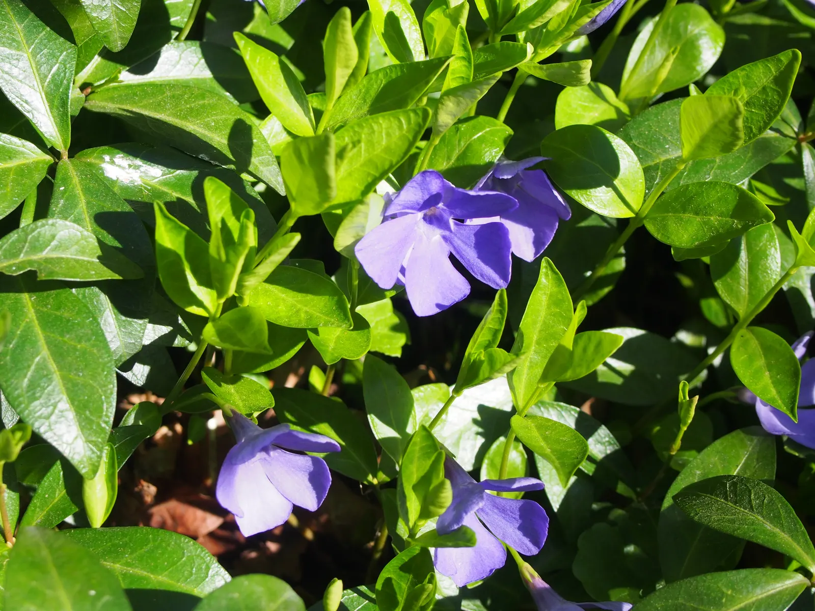 Periwinkle (Vinca Major) — It thrives in Zones 7-9, preferring partial to full shade; although it prefers moist, image 86