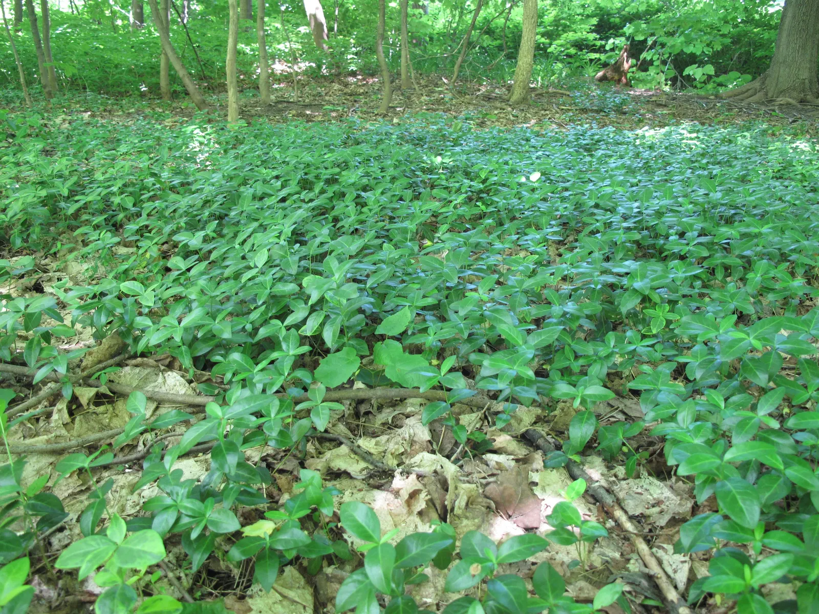 Periwinkle (Vinca Major) — five-petaled lavender-blue flowers; infusing the garden with subtle color, image 183