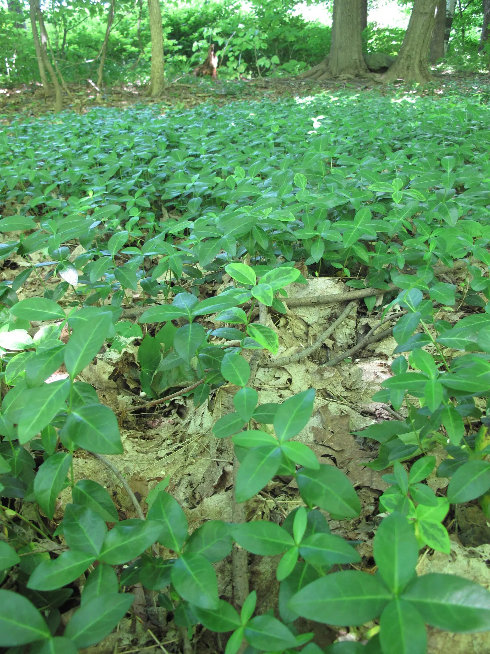 Periwinkle (Vinca Major) — Originating from the Mediterranean region, this trailing vine thrives in U.S; although it prefers moist, image 178