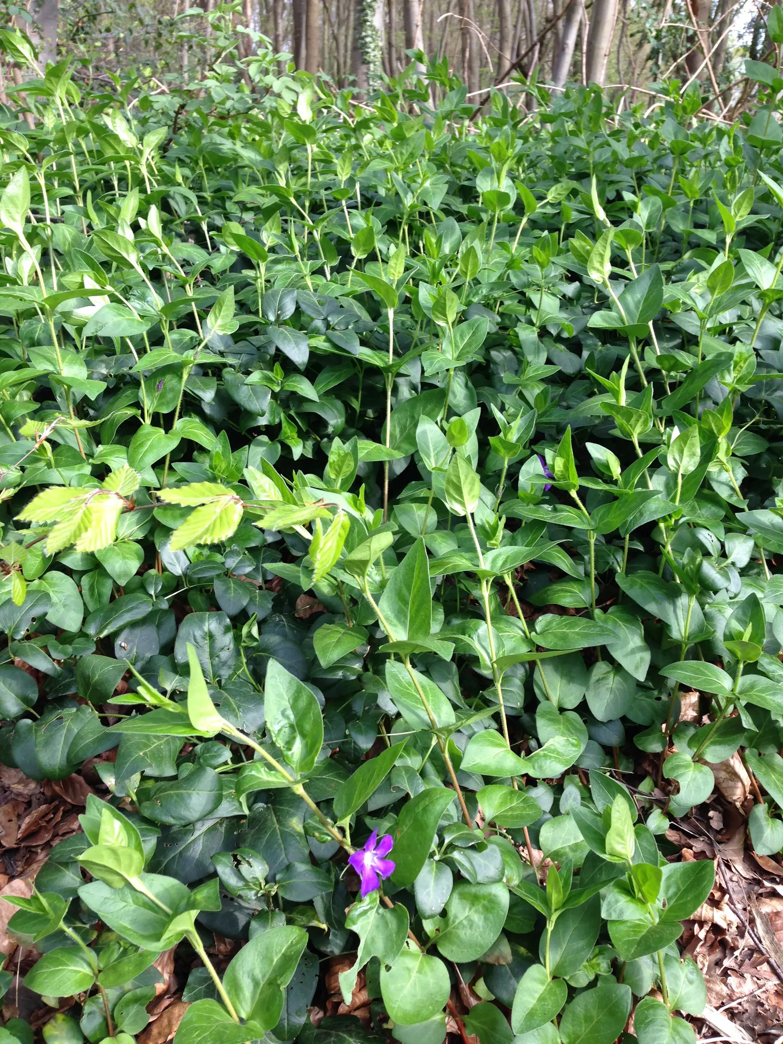 Periwinkle (Vinca Major) — around 1-2 inches in diameter; where other plants may struggle, image 212