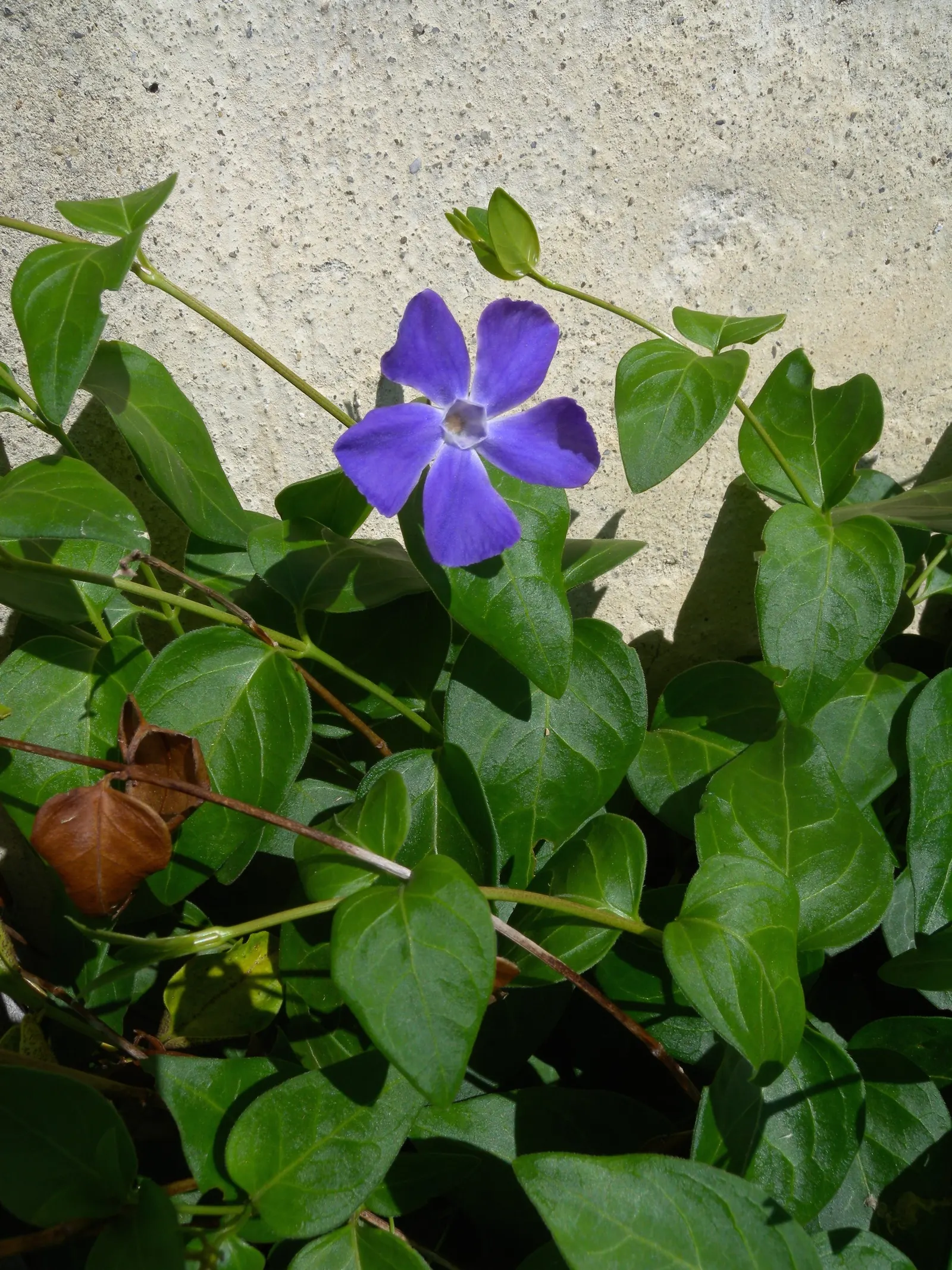 Periwinkle (Vinca Major) — oval leaves reaching up to 3 inches long; infusing the garden with subtle color, image 227