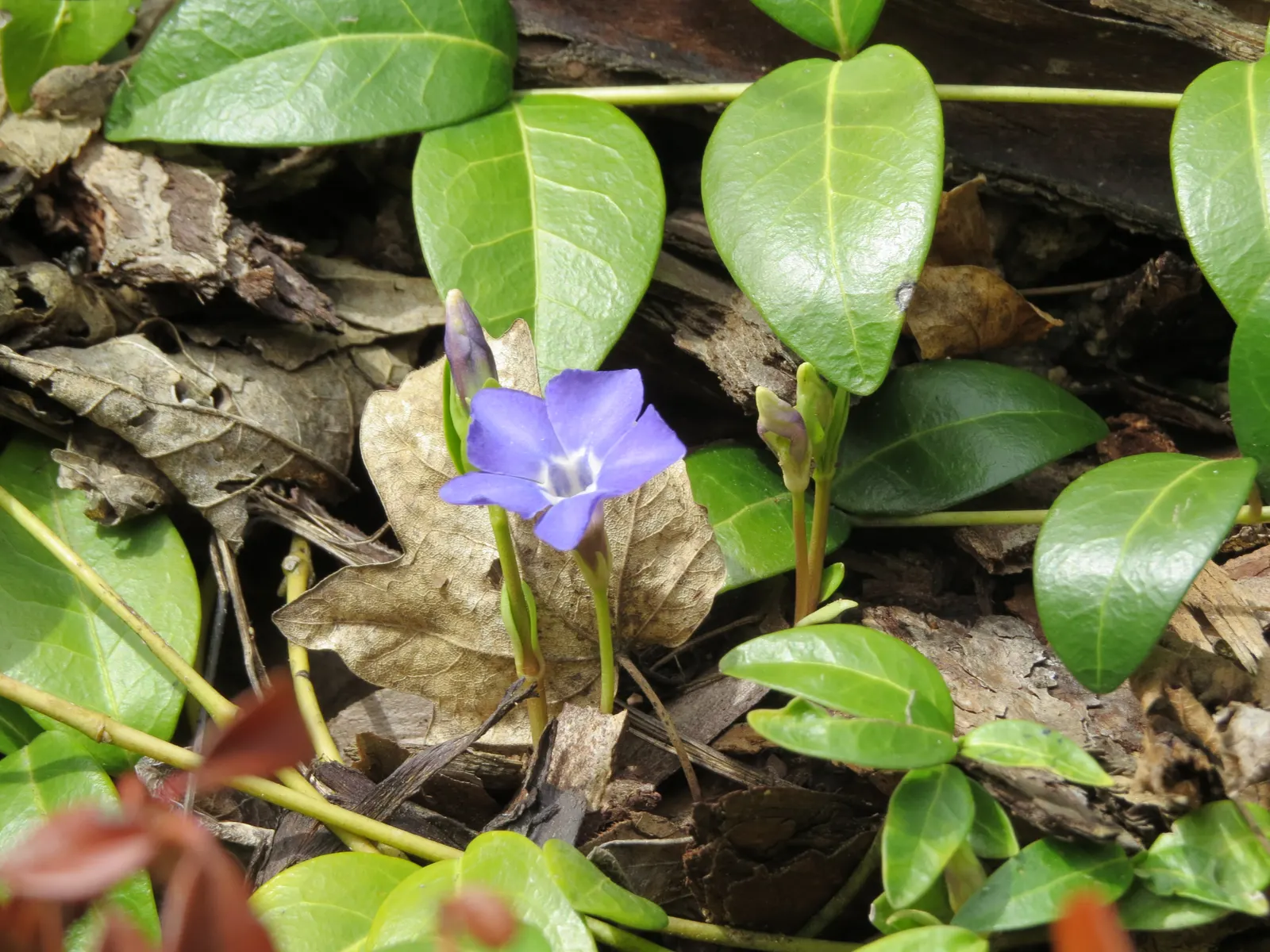 Periwinkle (Vinca Major) — <br><br>For the landscape designer; infusing the garden with subtle color, image 75