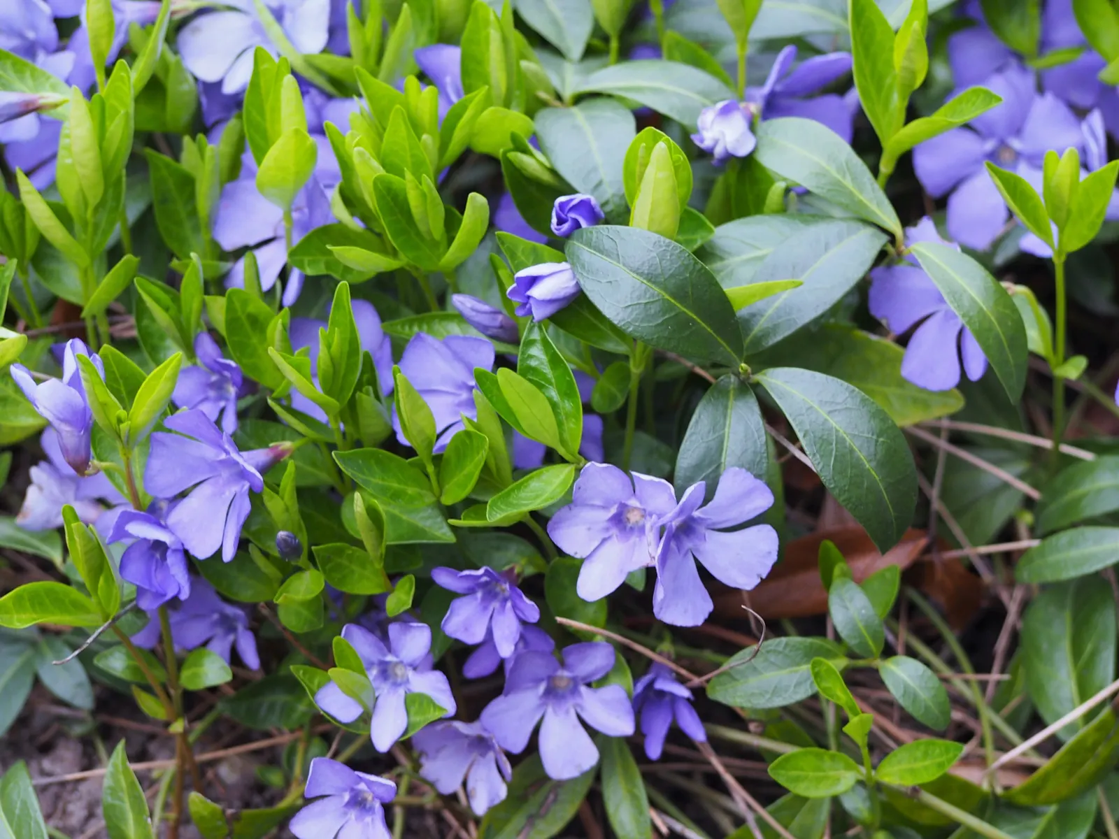 Periwinkle (Vinca Major) — oval leaves reaching up to 3 inches long; infusing the garden with subtle color, image 87