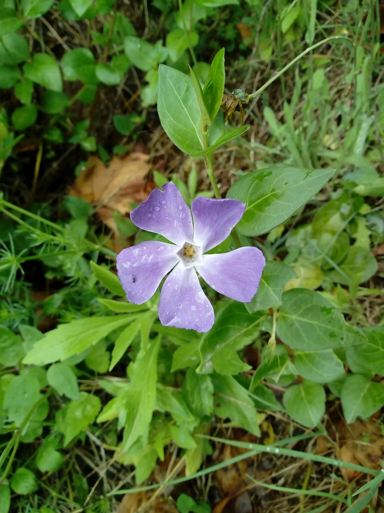 Periwinkle (Vinca Major) — Periwinkle, or Vinca major, is a fast-spreading evergreen ground cover; blue-lavender flowers spreading 1-2 inches wide, image 197