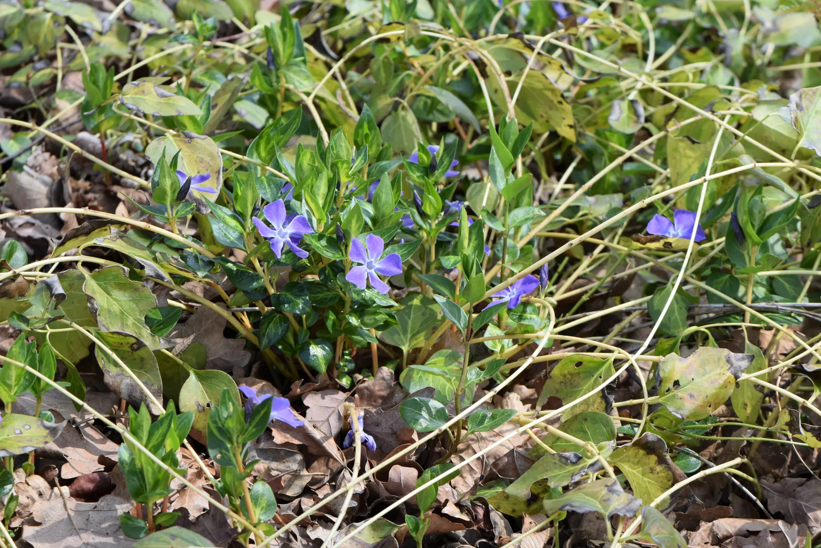 Periwinkle (Vinca Major) — <br><br>For the landscape designer; infusing the garden with subtle color, image 215