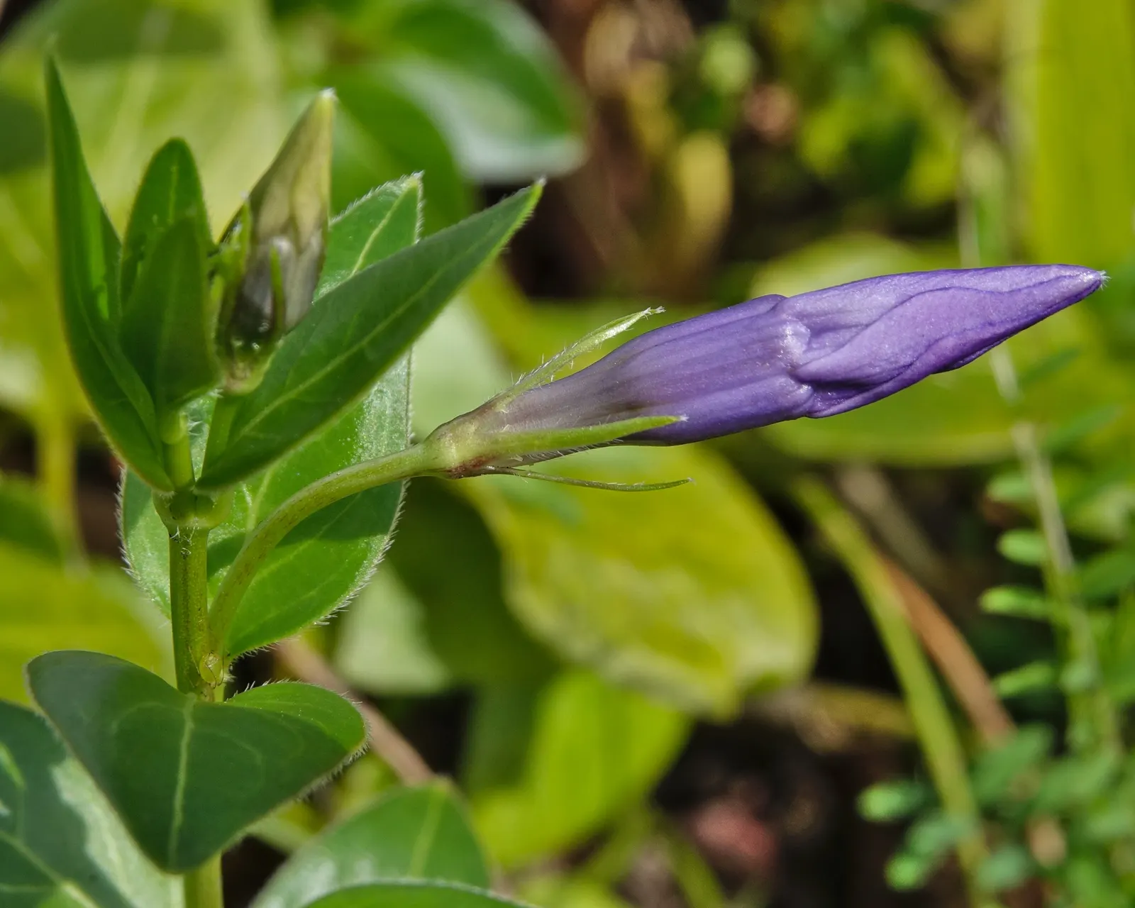 Periwinkle (Vinca Major) — oval leaves reaching up to 3 inches long; infusing the garden with subtle color, image 199