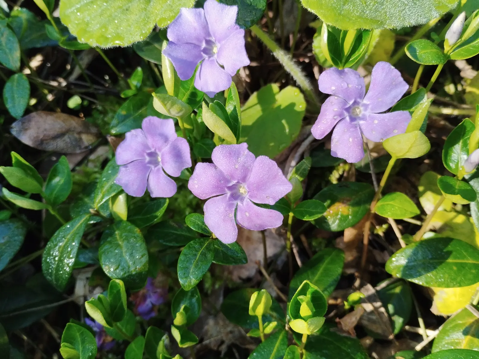 Periwinkle (Vinca Major) — it adds vibrant color from spring to autumn; blue-lavender flowers spreading 1-2 inches wide, image 89