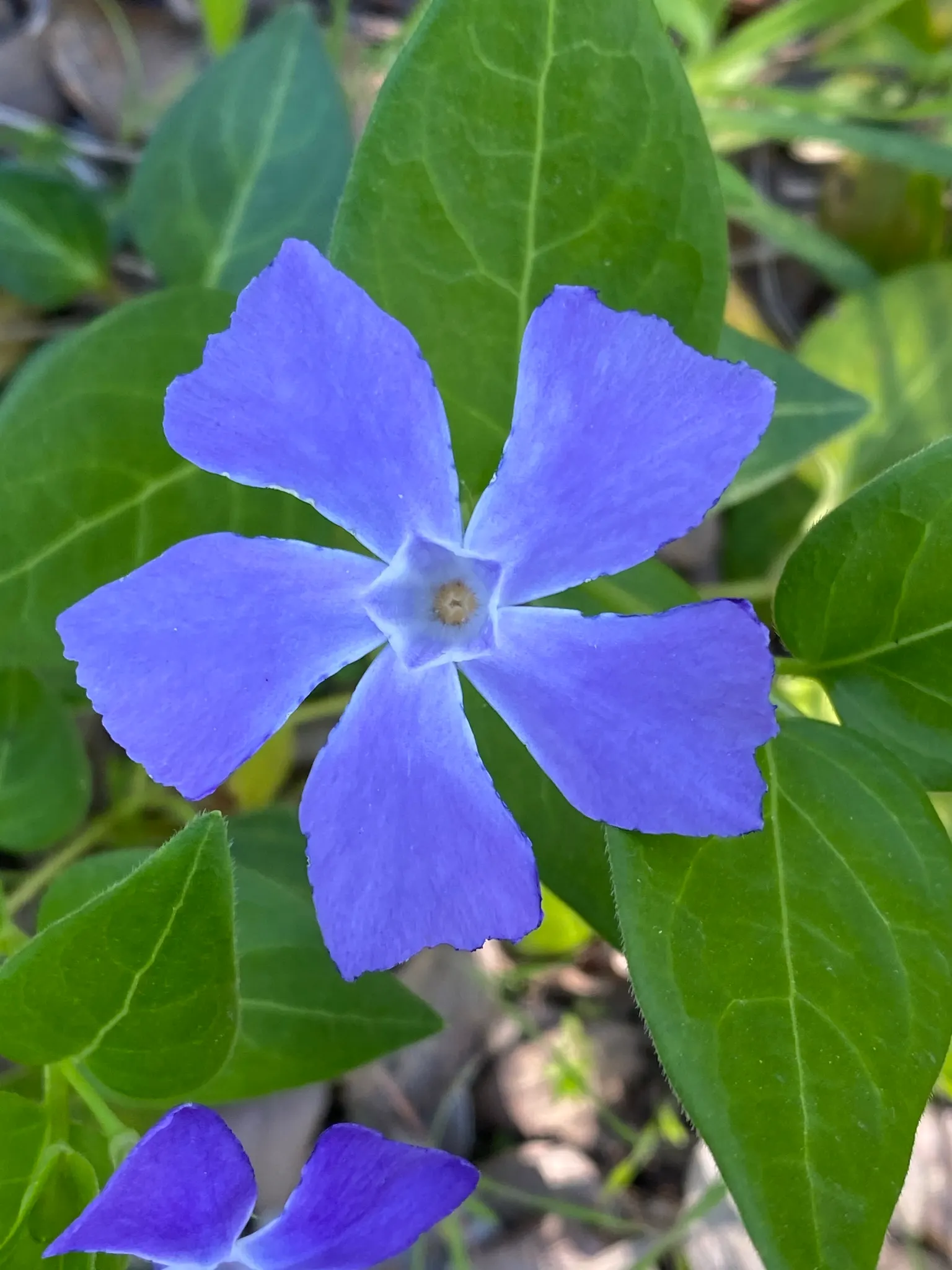 Periwinkle (Vinca Major) — which measure about 1-2 inches wide and 2-3 inches long; although it prefers moist, image 238