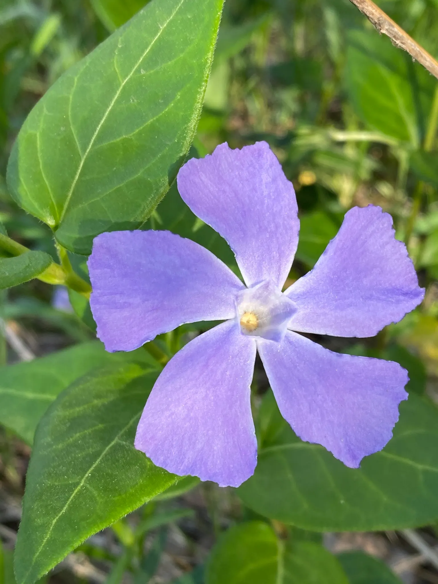 Periwinkle (Vinca Major) — well-drained soils with partial to full shade exposure; where other plants may struggle, image 236