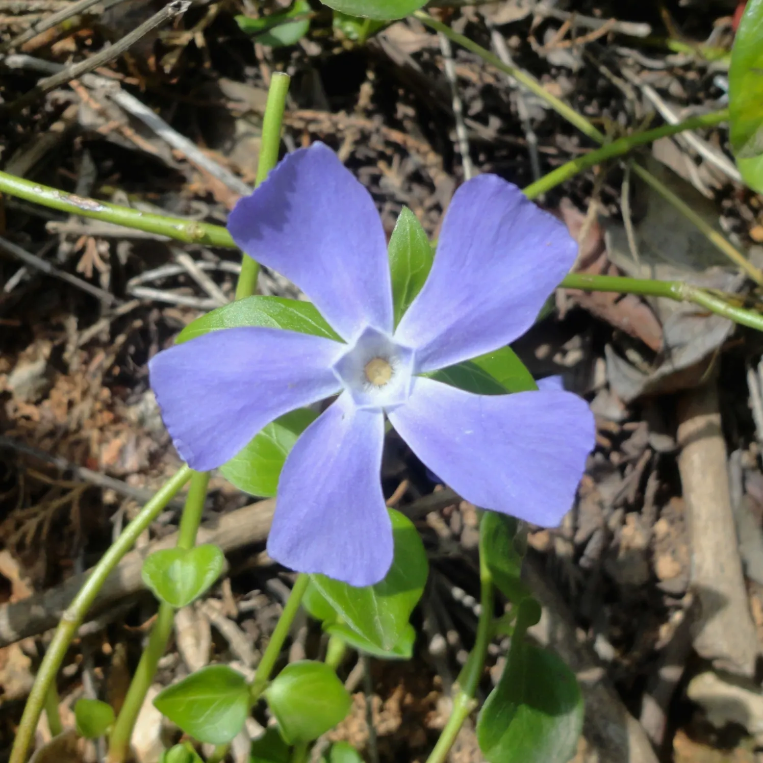 Periwinkle (Vinca Major) — Its trailing stems can extend up to 18 inches; although it prefers moist, image 202