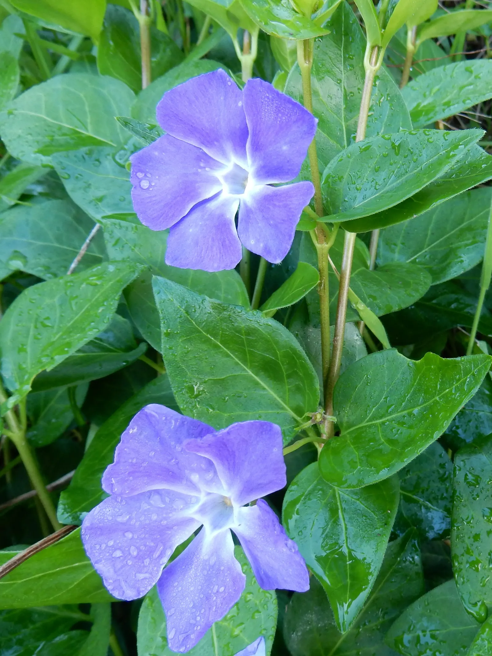 Periwinkle (Vinca Major) — where other plants may struggle; blue-lavender flowers spreading 1-2 inches wide, image 193