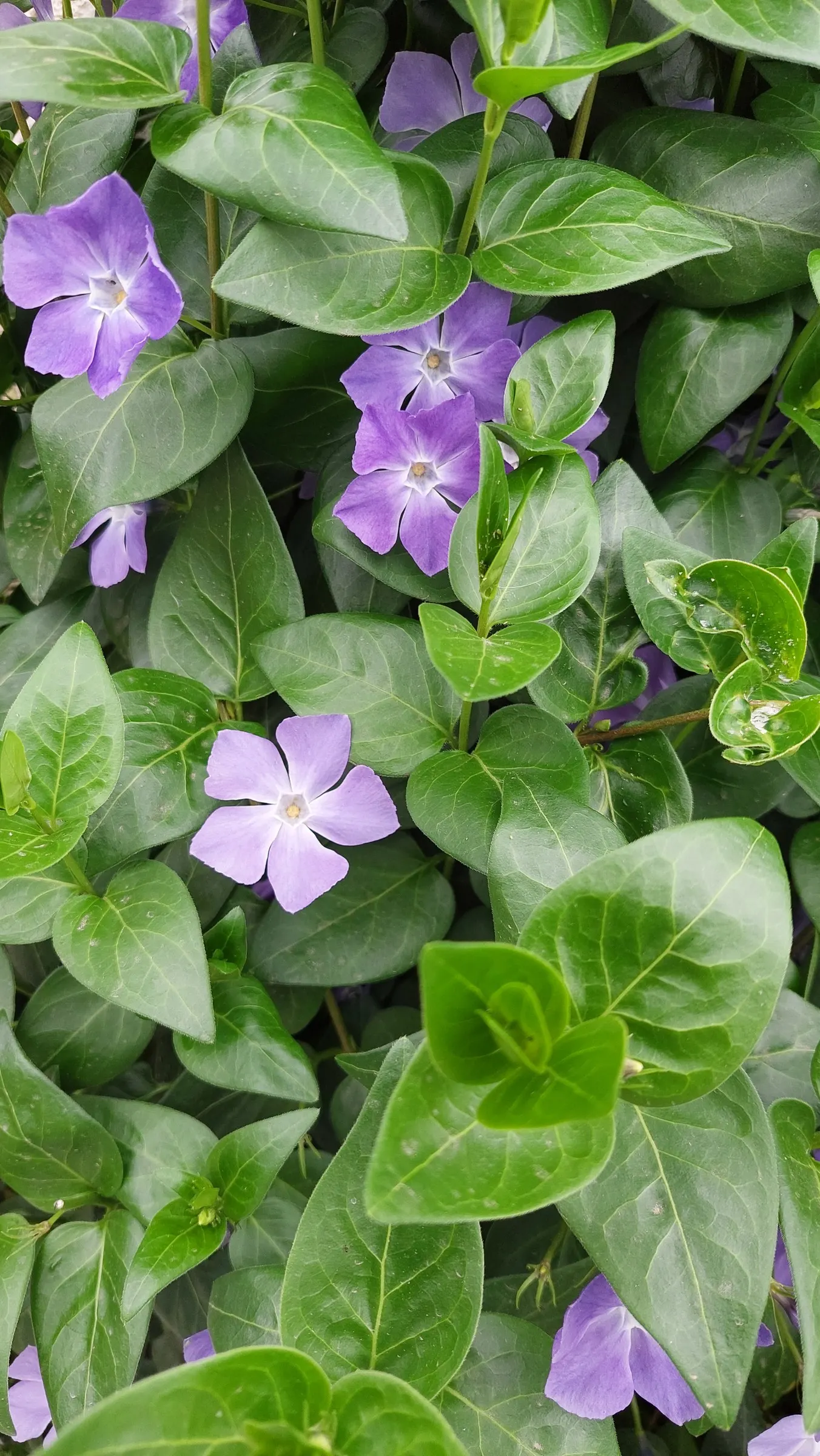 Periwinkle (Vinca Major) — ground cover for half or shade; where other plants may struggle, image 196